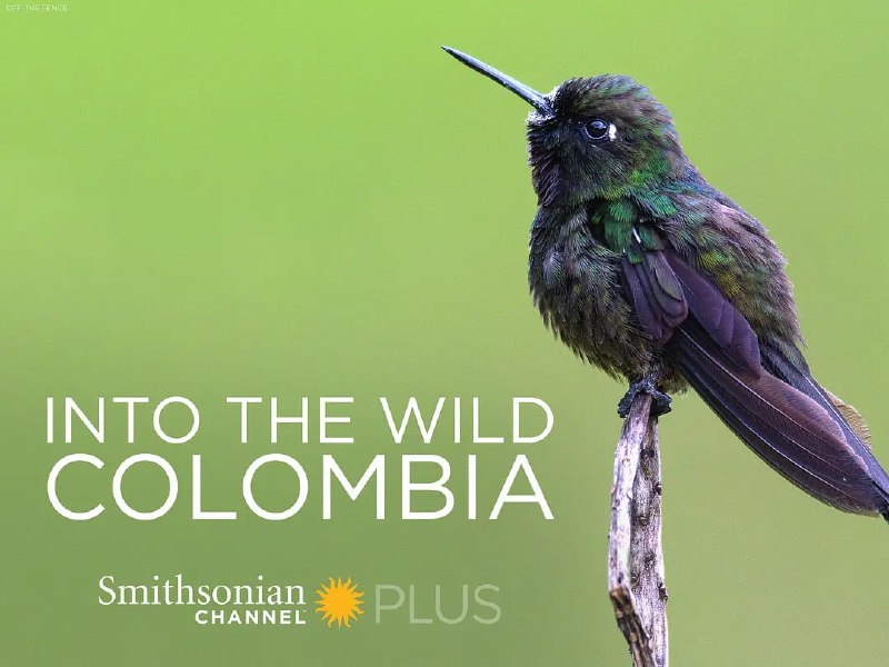 名称：走进野外：哥伦比亚 Into the Wild Colombia (2018)描述：哥伦比亚拥有地球上每10个物种中的1个，是地球上生物多样性第二多的国家