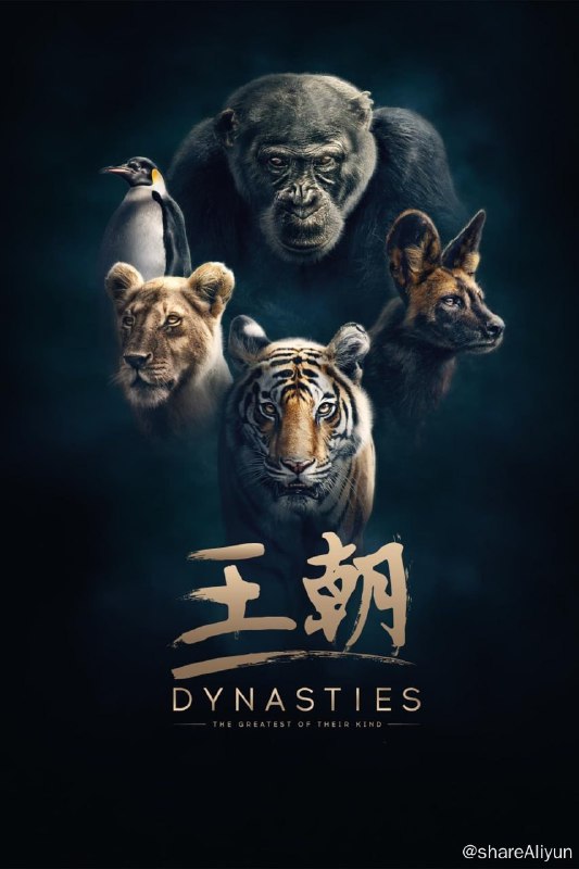 名称：王朝 第一季 Dynasties Season 1 (2018)【REMUX】描述：西非撒哈拉沙漠边境，统治族群长达三年之久的黑猩猩戴维面临其他雄性的挑战，为了守住王权，他开始选择结盟