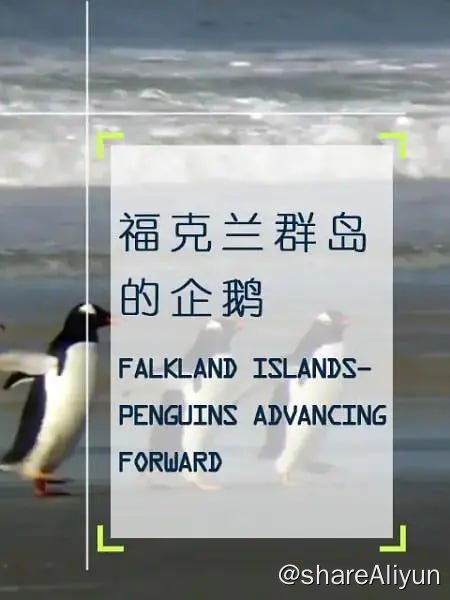 名称：企鹅之岛：福克兰 Les Malouines, paradis des manchots (2010)描述：福克兰群岛是英国海外领土，这里仅有三千多名居民，还有数以万计的企鹅，是名副其实的企鹅天堂
