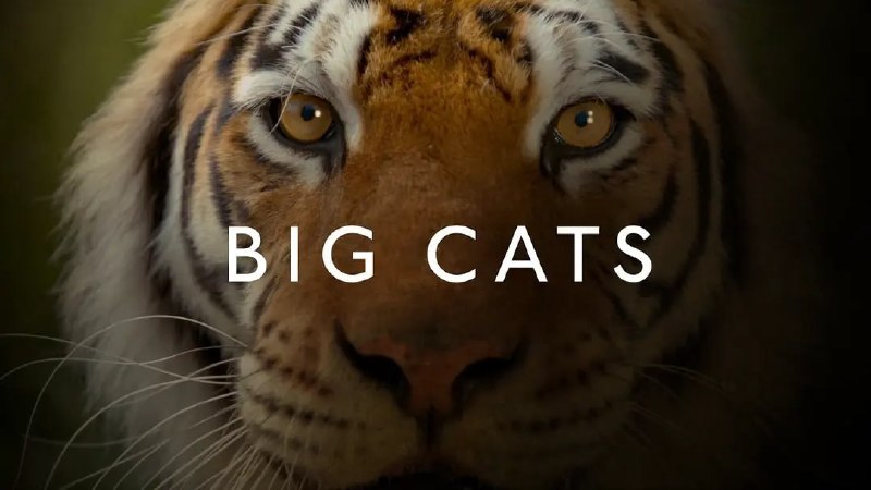名称：大猫 Big Cats (2018)描述：BBC最新纪录片，一个家族，40种不同面孔！将有非洲狮、虎、美洲豹、金钱豹、猎豹、云豹、雪豹、美洲狮、猞猁、豹猫、虎猫、渔猫、黑足猫、兔狲、薮猫、沙漠猫…等等很多野生猫科动物纷纷出镜链接：