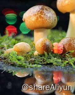 名称：微观世界 (2017)描述：看似安静的房间其实到处是忙碌的小身影；如果不去刻意观察，我们不会发现这些小生物和我们共处一室并已经完成了几代的繁衍；当你在厨房忙碌着准备晚餐时，也许在你柜子的墙角也有一个忙碌的小家庭；它们在享用美味的同时，也在帮我们处理着不易发现的物质；聚焦北方最普通的家庭一个月的生活，看身边微小生物的生死繁衍，显微摄影展现中国人身边的另一个世界，让广大观众大开眼界