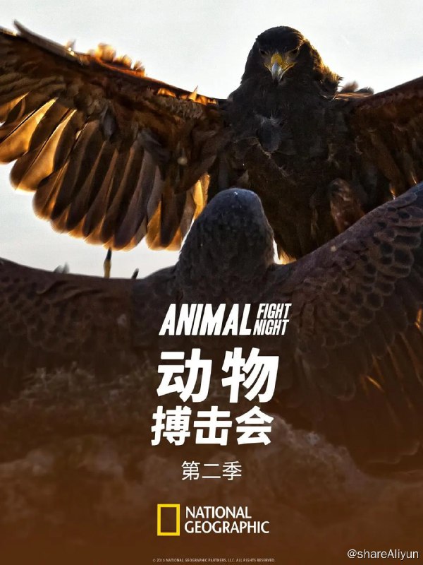 名称：动物搏击会 第二季 Animal Fight Club Season 2 (2014) 1080描述：动物搏击会又回来了，第二季的六集节目给你动物界最巨大、最厉害且常是令人惊讶的打手的拳击别战斗