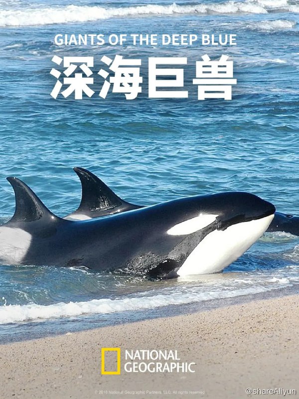 名称：深海巨兽 Giants of the Deep Blue (2018)描述：史前巨人在全世界的海洋里环游