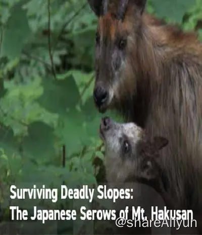 名称：日本鬣羚生存日记 (2019)描述：从春天到夏天，当有足够的食物供应时，日本鬣羚会抚养他们的幼崽，教会他们重要的生存技能