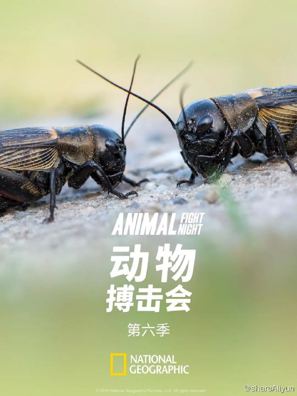名称：动物搏击会 第六季 (2018) 1080描述：《动物搏击会》第六季中将继续展示自然界中最凶猛的战斗，探究生存斗争背后不可思议的科学，非凡的武器和战术通过最新的视觉技术得以展现我们面前