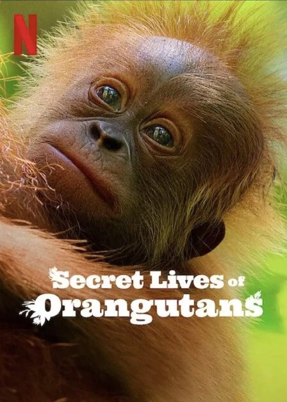 名称：红毛猩猩的秘密生活 Secret Lives of Orangutans (2024)描述：这部由大卫·爱登堡旁白的沉浸式纪录片跟随一个多代共存的猩猩家族，呈现了它们在树冠上的胜利与艰辛链接：